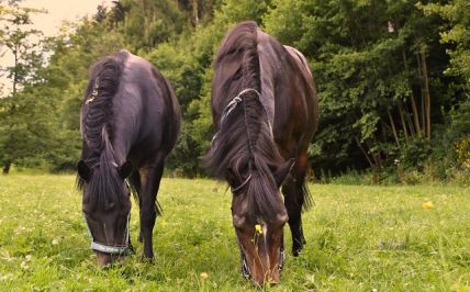 Mira und Esme