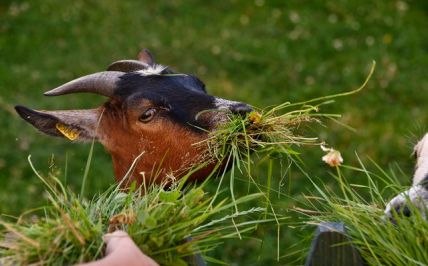 Frieda liebt frisches Gras!