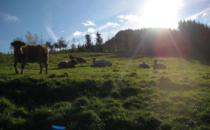 Unsere Kühe auf der Weide