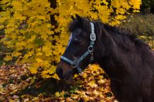 Esme 